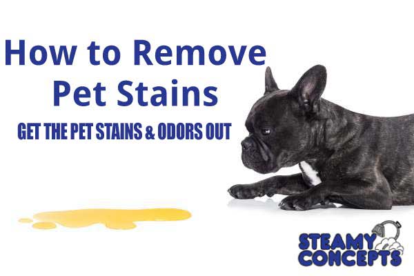 Get the Pet Stains & Odors Out of Your Carpet - Tucson and Phoenix Carpet Cleaning