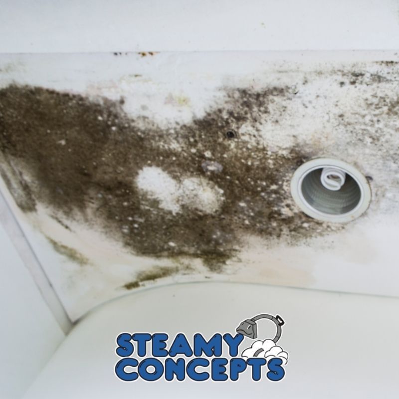 Mold Removal Process