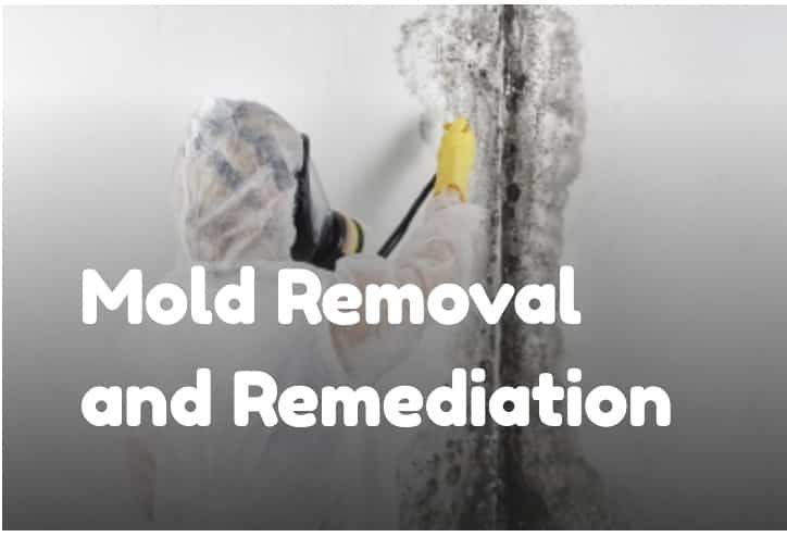 Steamy Mold Removal Service
