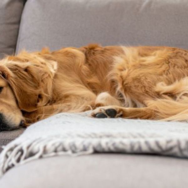 What is the Average Cost of Odor Removal in Casa Grande, AZ?