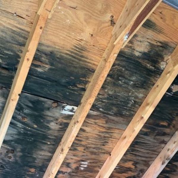 What is the Average Cost of Mold Remediation in Scottsdale, AZ?