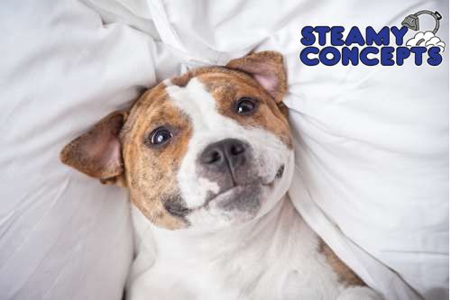 Pet Stain and Odor Removal in Apache Junction