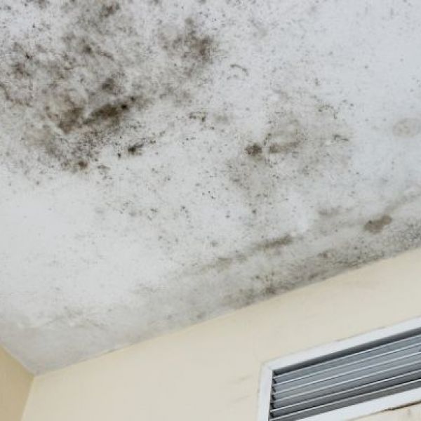 What is the Average Cost of Mold Remediation in Tucson, AZ?