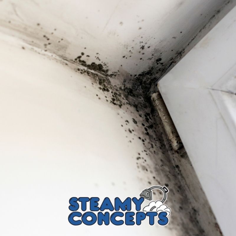 Black Mold  Abestos Removal, Mold Removal, Lead Based Paint