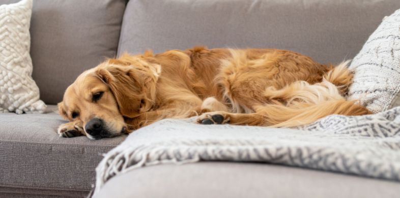 What is the Average Cost of Odor Removal in Casa Grande, AZ?