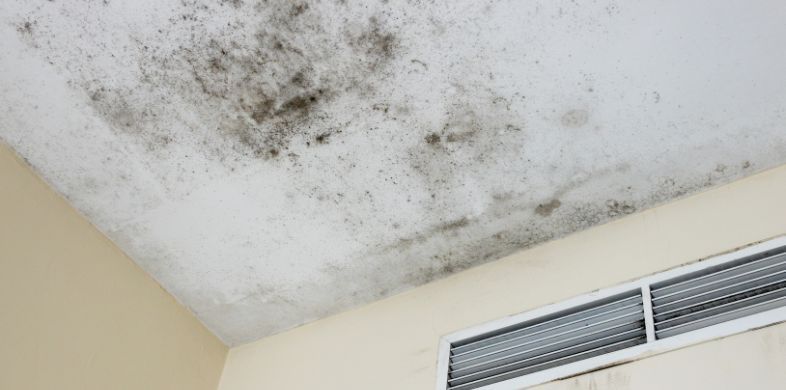 What is the Average Cost of Mold Remediation in Tucson, AZ?