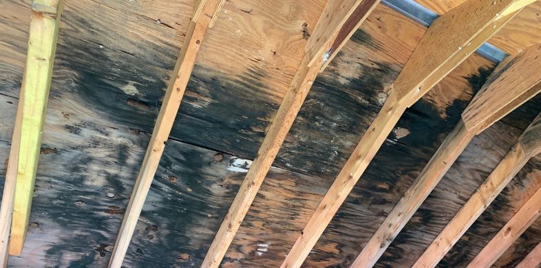 What is the Average Cost of Mold Remediation in Scottsdale, AZ?