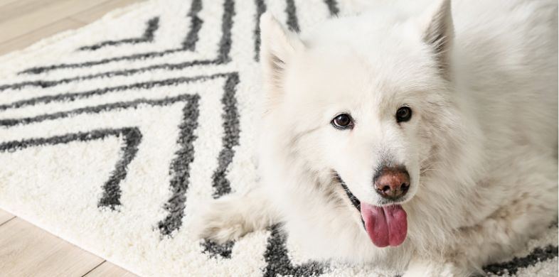 Pet Stains Be Gone How Professionals Keep Your Home Clean