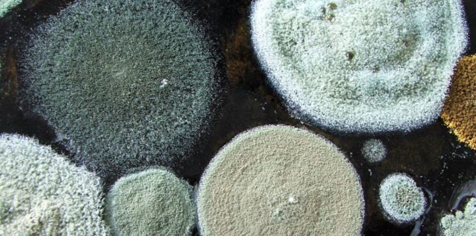 Can you Get Sick From Mold in Your House