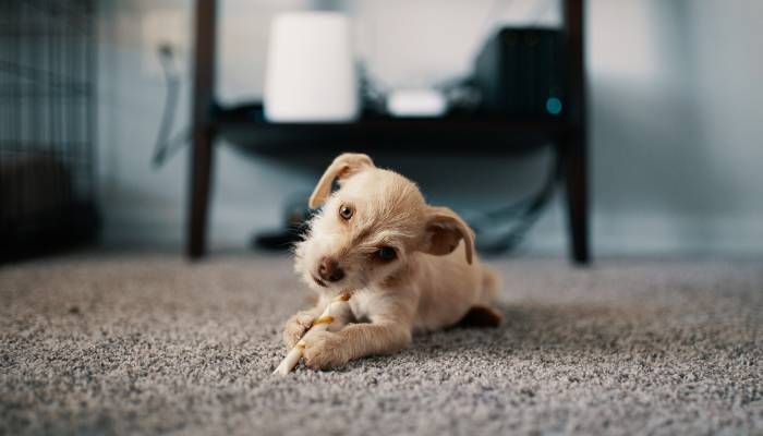 The Essential Guide to Drying a Carpet After Cleaning Best Tips and Tricks