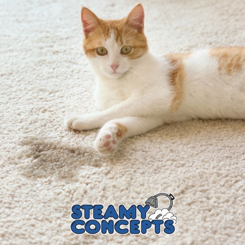 Affordable Pet Stain Removal