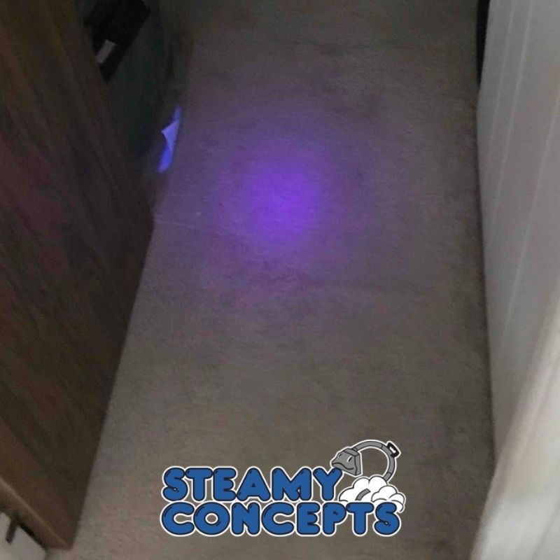 Pet Stain and Odor Removal in Tempe