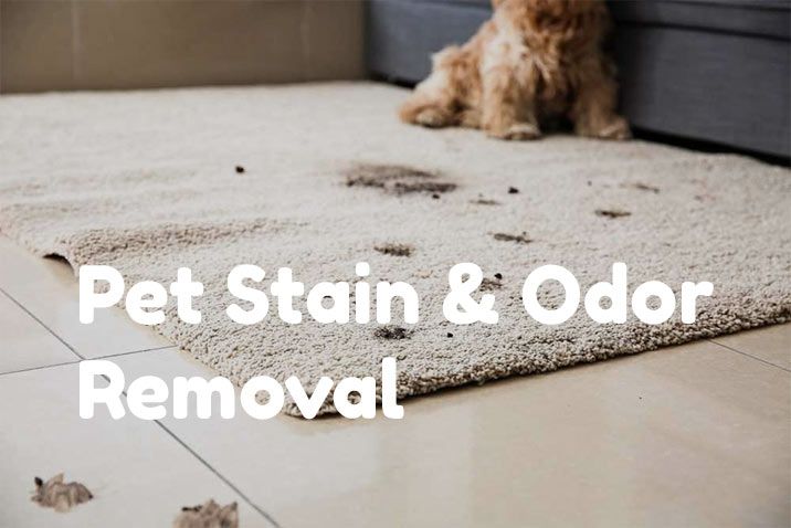 Pet Stain and Odor Removal