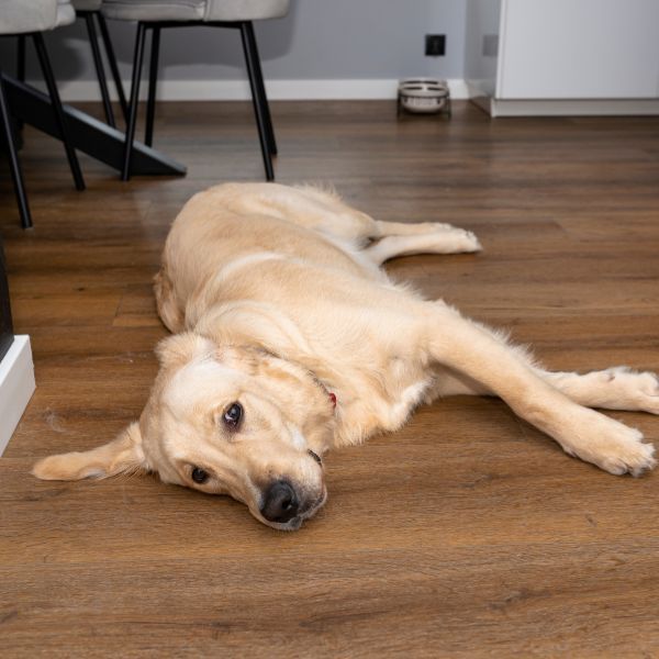 Pet Stain Odor Vinyl Floor Cleaning