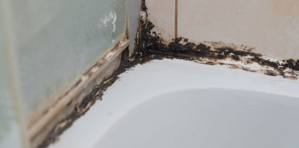 Cleaning Mold from the Shower