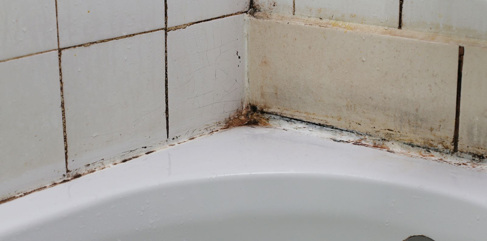 Cleaning Mold From The Shower The Ultimate Guide