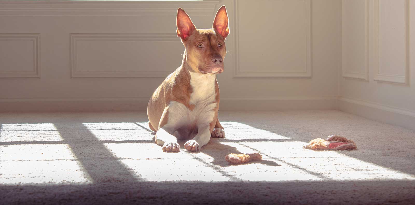 How to Disinfect Carpets at Home Steamy Concepts