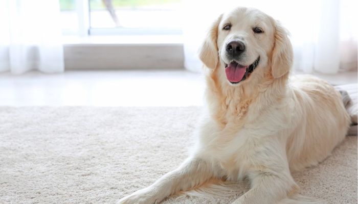 Finding the right carpet for a household with pets