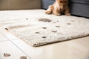 How to Get Dirt Stains Out of Carpet
