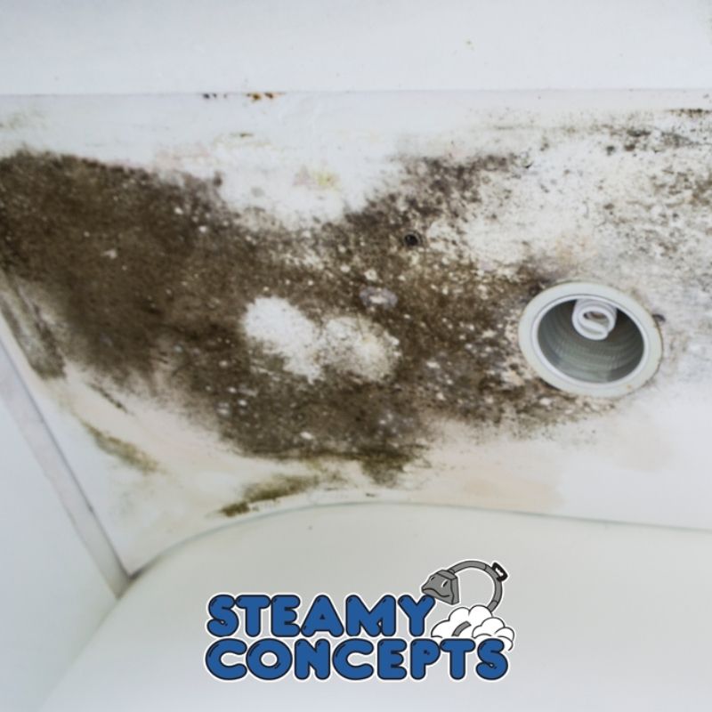 Mold Removal and Remediation in Vail