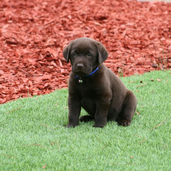 Pet Odor Turf Cleaning