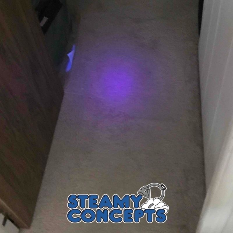 Pet Stain and Odor Removal in Tucson